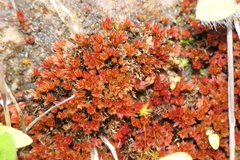 Imbribryum alpinum