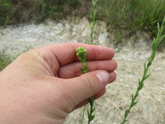 Solidago rigida glabrata