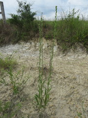 Solidago rigida glabrata