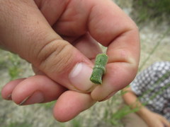 Solidago rigida glabrata