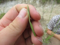 Solidago rigida glabrata