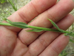 Solidago rigida glabrata