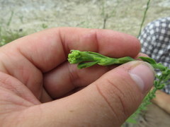 Solidago rigida glabrata