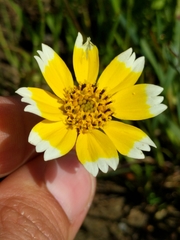Layia chrysanthemoides