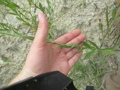 Solidago rigida glabrata