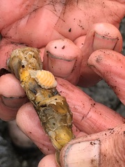 Phyllodurus abdominalis