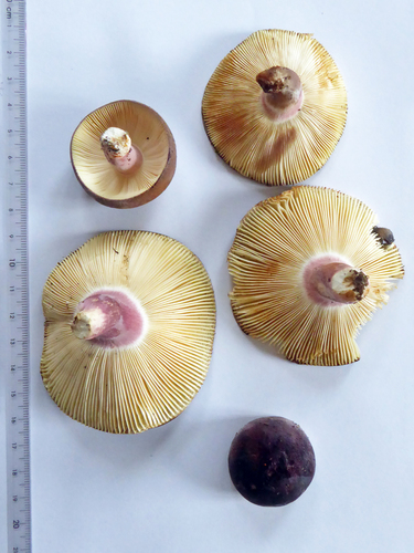 Russula aucklandica image