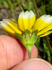 Layia chrysanthemoides