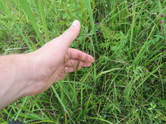 Agalinis oligophylla