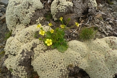 Ranunculus insignis