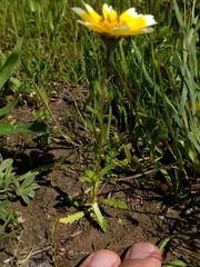 Layia chrysanthemoides