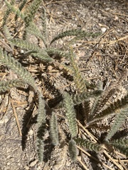 Ivesia santolinoides