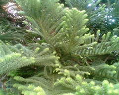 Araucaria heterophylla