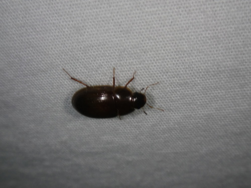 Helocombus bifidus photo 5
