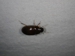 Cymbiodyta bifidus