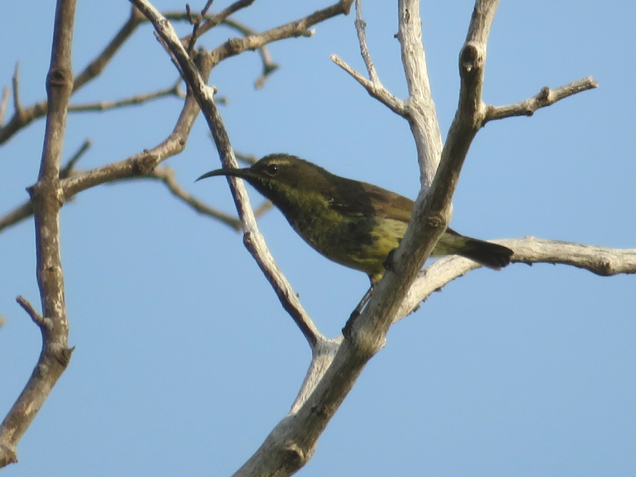 Violet-breasted Sunbird illustration