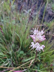 Allium suaveolens