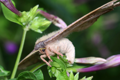 Copaxa multifenestrata