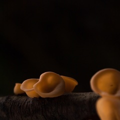 Aleurodiscus vitellinus