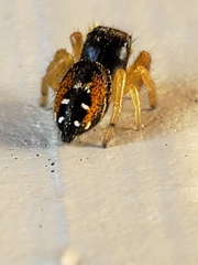 Salticidae