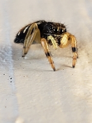Salticidae