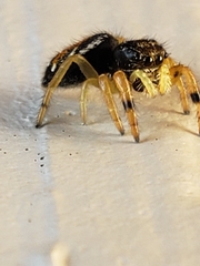 Salticidae