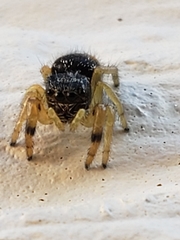 Salticidae
