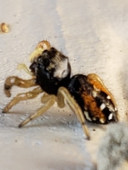 Salticidae