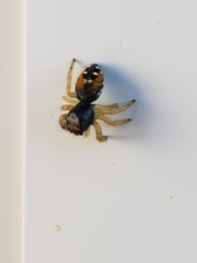 Salticidae