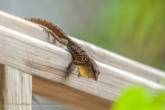 Anolis bonairensis