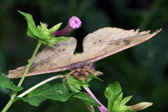Copaxa multifenestrata