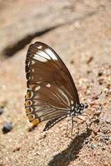 Papilio clytia