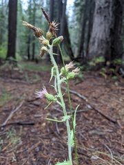 Cirsium douglasii