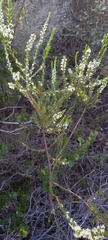 Struthiola striata