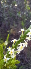 Struthiola striata