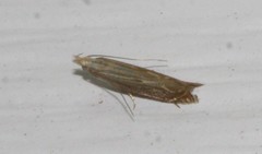 Isophrictis striatella