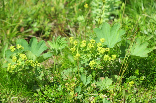 Alchemilla pycnoloba