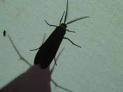 Cisseps fulvicollis