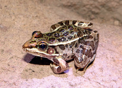 Lithobates neovolcanicus