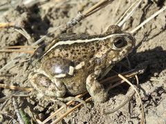 Pleurodema bufoninum