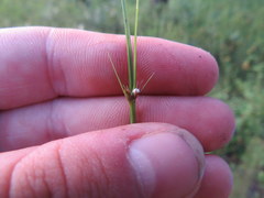 Scleria ciliata