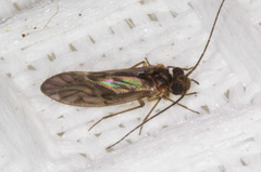 Valenzuela confluens