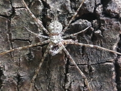 Neotama mexicana