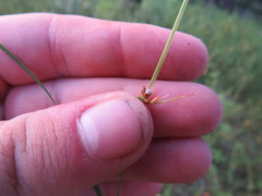 Scleria ciliata