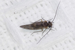 Valenzuela confluens