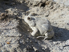 Pleurodema bufoninum