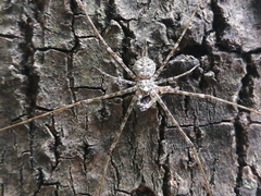 Neotama mexicana