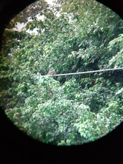 Chlorocichla simplex