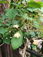 Hydrangea