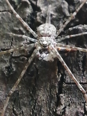 Neotama mexicana